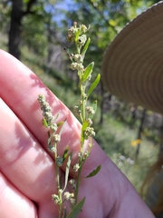 Chenopodium pratericola