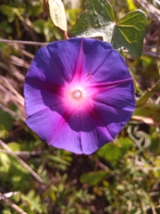 Ipomoea purpurea