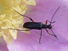 Grammoptera subargentata