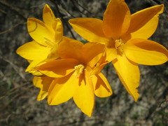 Ixia odorata odorata