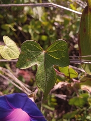Ipomoea purpurea