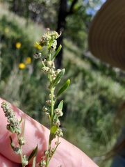 Chenopodium pratericola