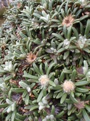 Oldenburgia paradoxa