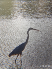 Ardea herodias