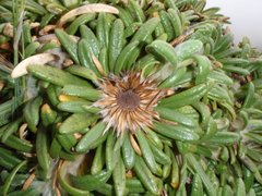 Oldenburgia paradoxa