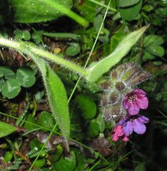 Pulmonaria longifolia