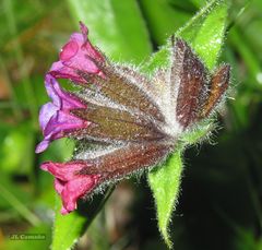 Pulmonaria longifolia