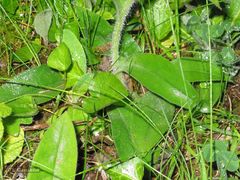 Pulmonaria longifolia