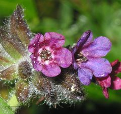 Pulmonaria longifolia