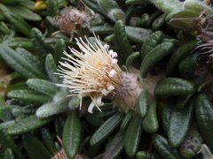 Oldenburgia paradoxa