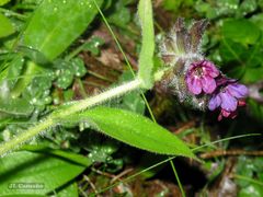 Pulmonaria longifolia