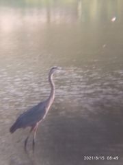 Ardea herodias