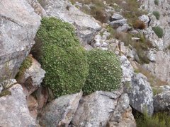 Oldenburgia paradoxa