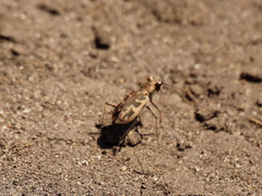 Cephalota chiloleuca