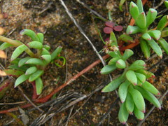 Lampranthus reptans