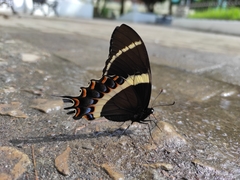 Papilio garamas