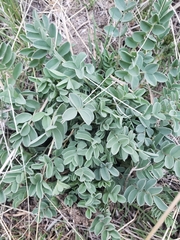 Astragalus cibarius