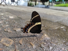 Papilio garamas
