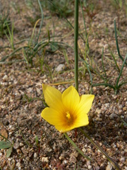 Romulea saldanhensis