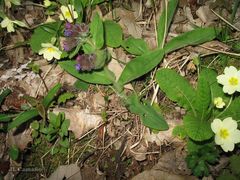 Pulmonaria longifolia