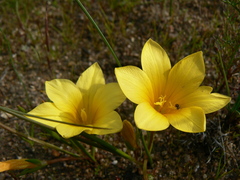 Romulea saldanhensis