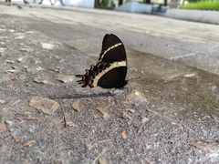 Papilio garamas