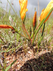Romulea saldanhensis