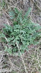 Astragalus cibarius