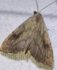 Rivula sericealis
