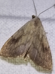 Rivula sericealis