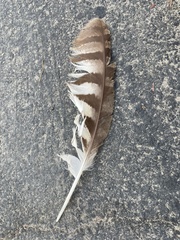 Bubo virginianus