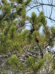 Pinus contorta bolanderi