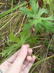 Geranium palustre
