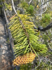 Pinus contorta bolanderi