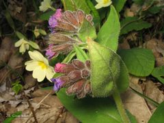 Pulmonaria longifolia