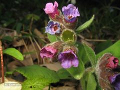 Pulmonaria longifolia