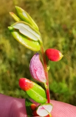 Exobasidium rostrupii