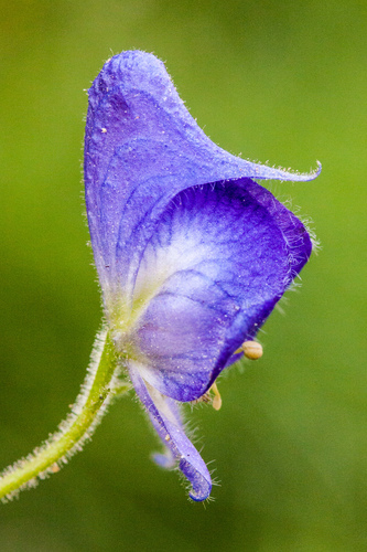 Columbian Monkshood