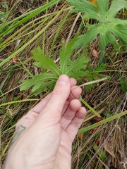 Geranium palustre