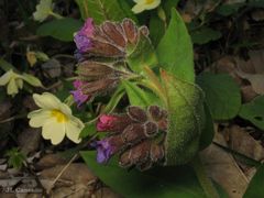 Pulmonaria longifolia