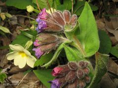 Pulmonaria longifolia