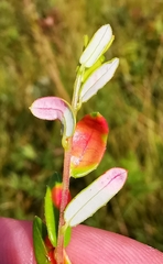 Exobasidium rostrupii