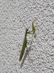 Mantis religiosa