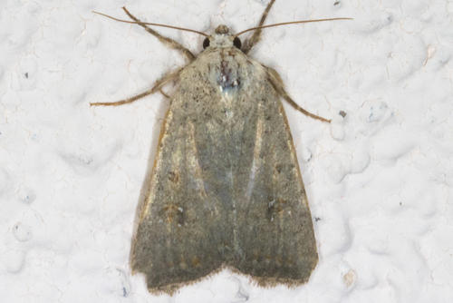 Civil Rustic Moth