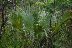 Acoelorraphe wrightii