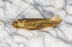 Ypsolopha sp-sw