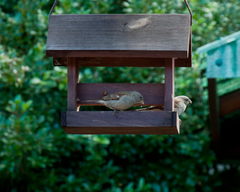 Passer diffusus stygiceps