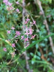 Galium rubrum