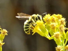 Cnemidandrena