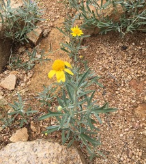 Picradeniopsis